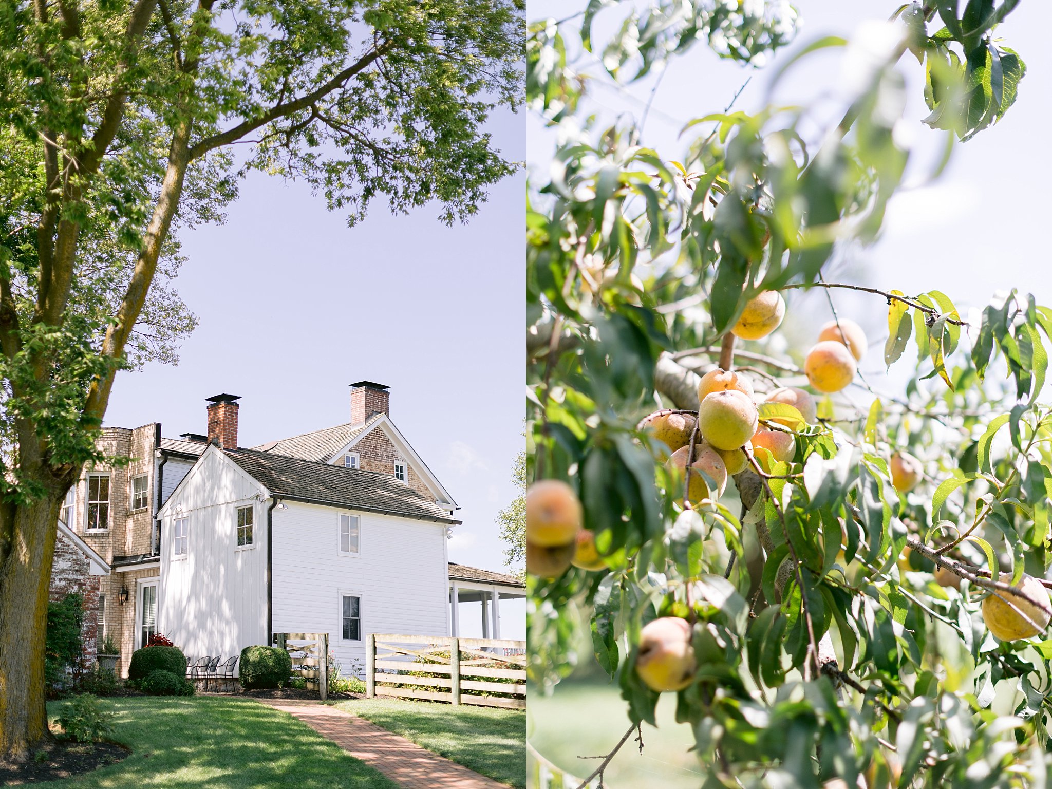 Close up image of pennsylvania farmhouse wedding venue space and detail image of peaches growing on a tree in the summer sun
